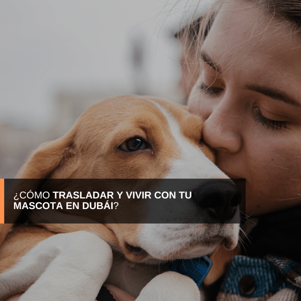 dubai, como trasladar mascota a Dubai, trabajar en Dubai, estudiar en Dubai